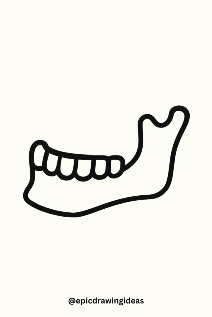 The Jaw and Teeth