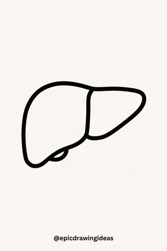 The Liver